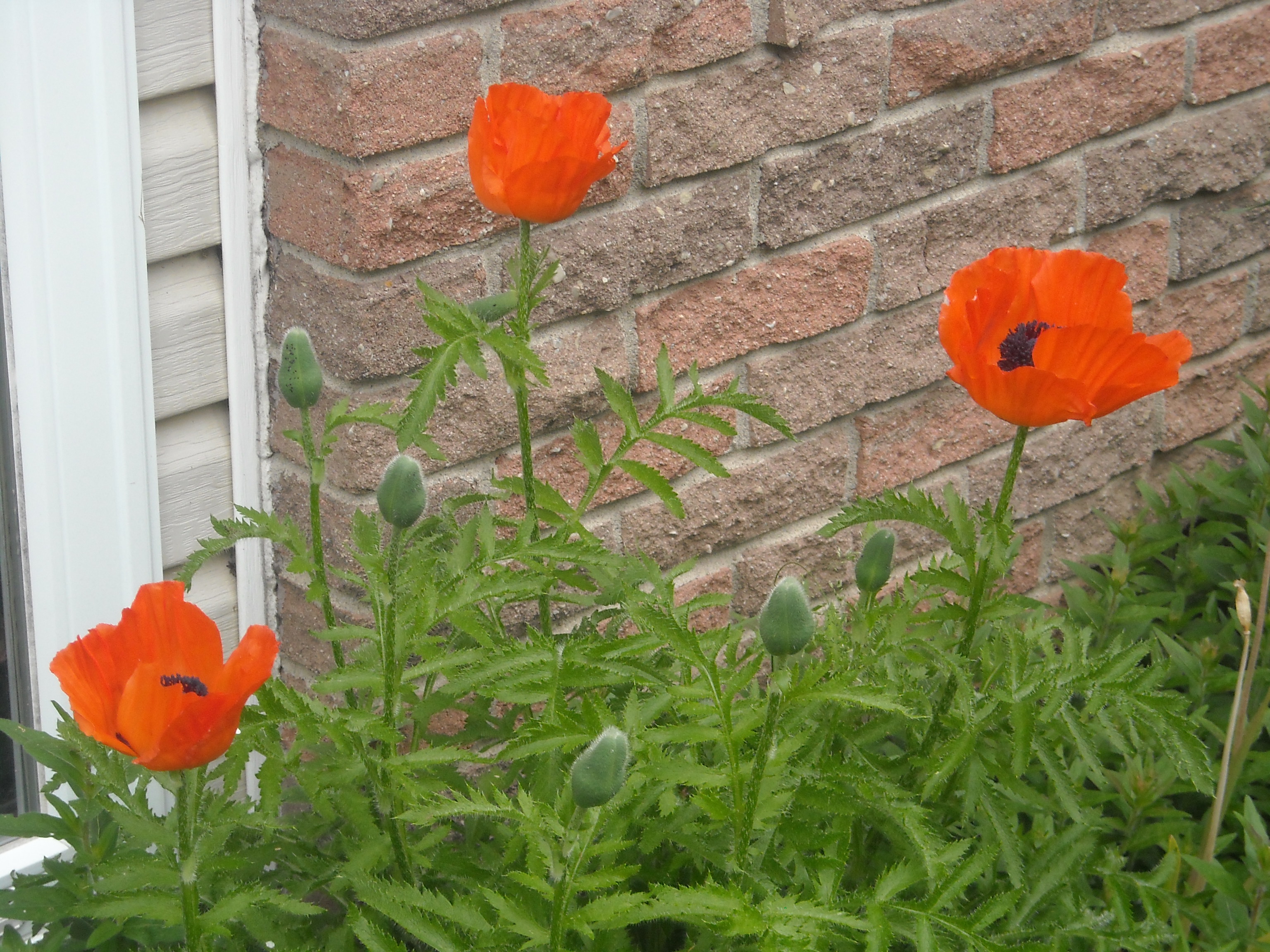 my poppies