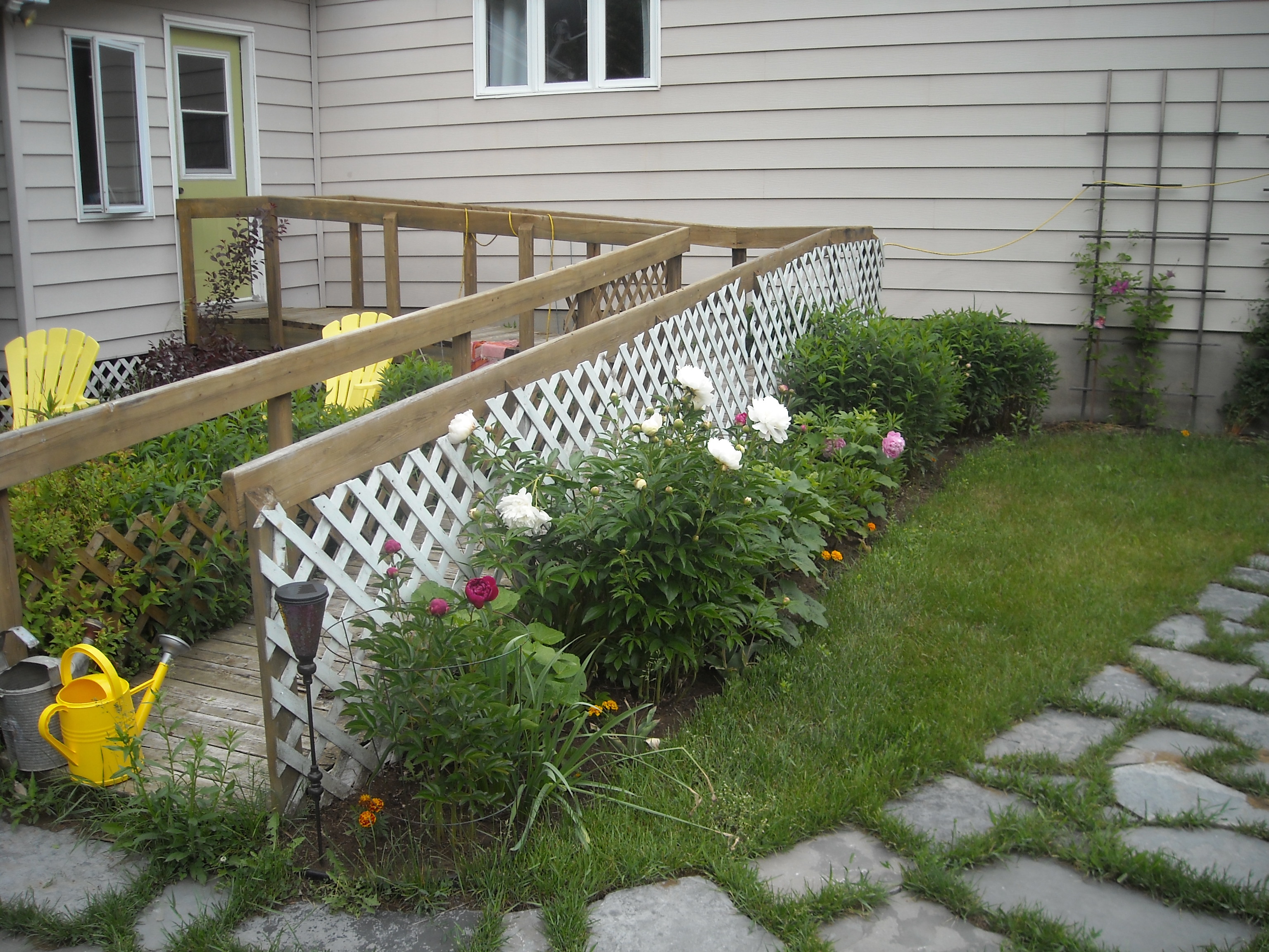 Pathway with peonies
