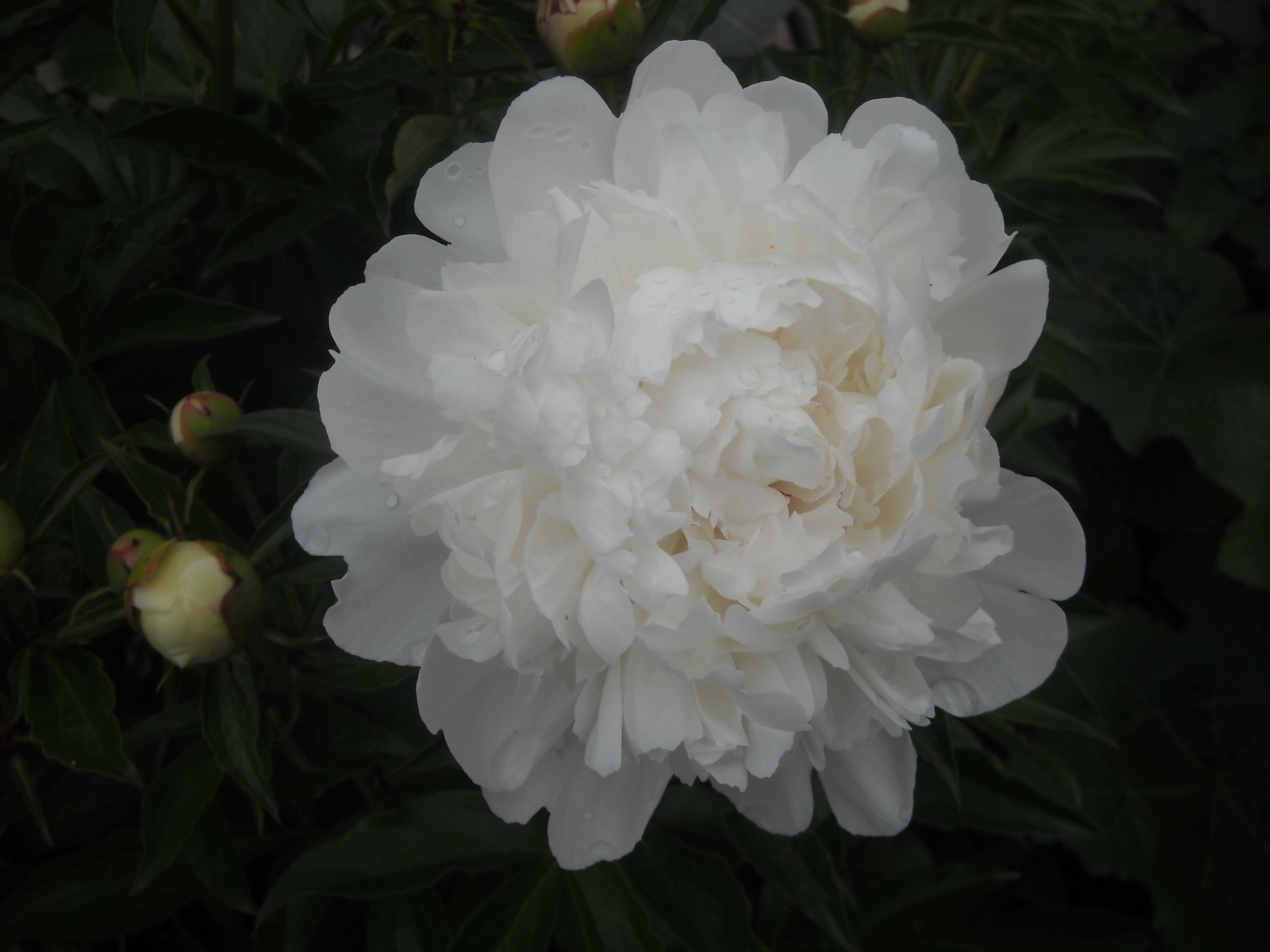 white peony
