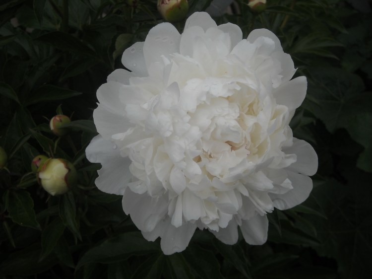 white peony