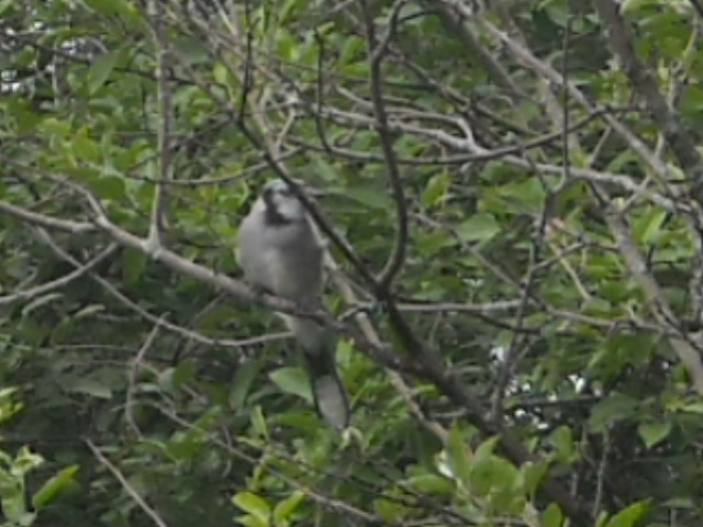 Jay in our apple tree