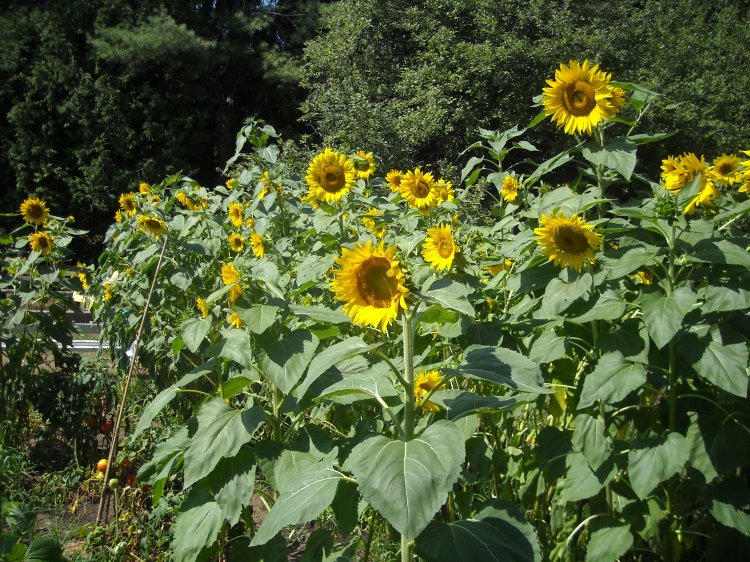 Sunflower patch