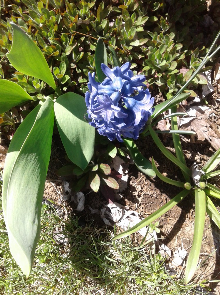 Purple hyacinth in our spring garden