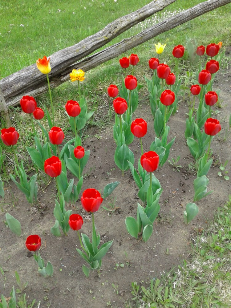 Fenceline tulips