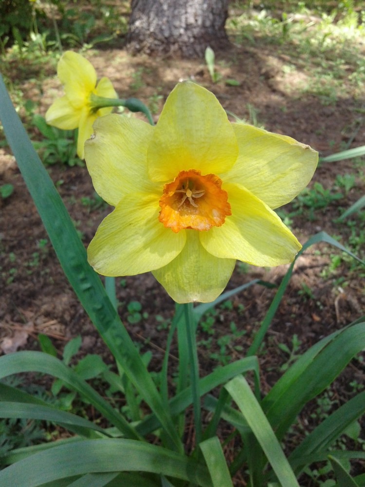 Orange and yellow daffodil