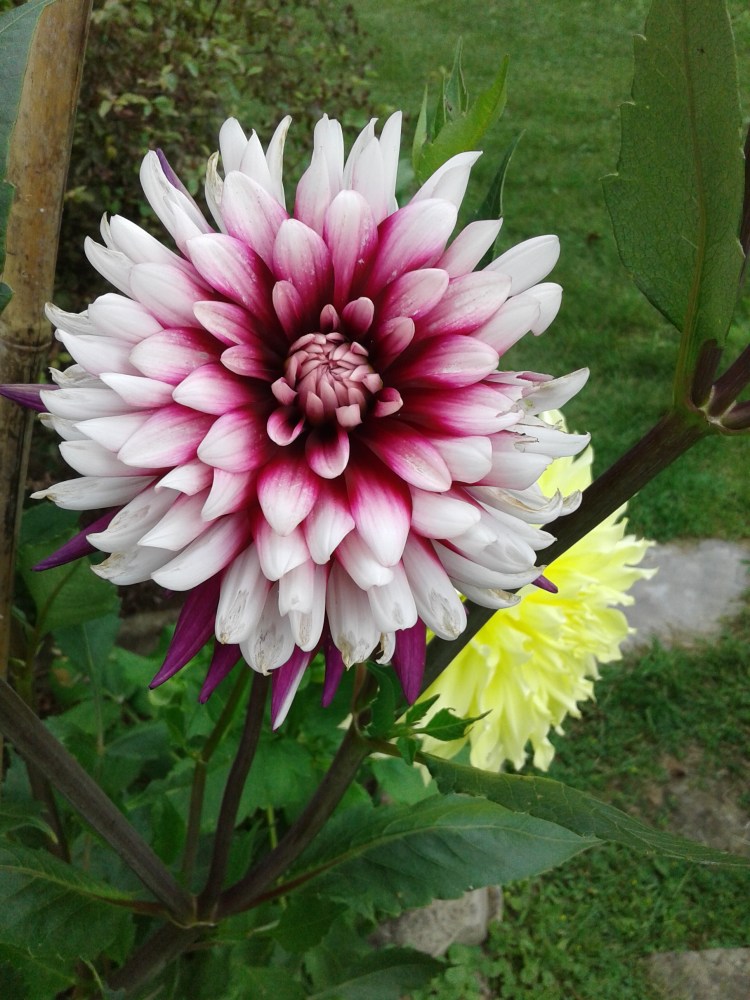Almost completely open dahlia.jpg