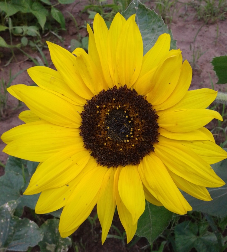 Sunflower cropped