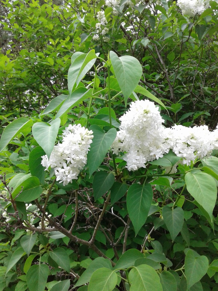 a cluster of white lilacs