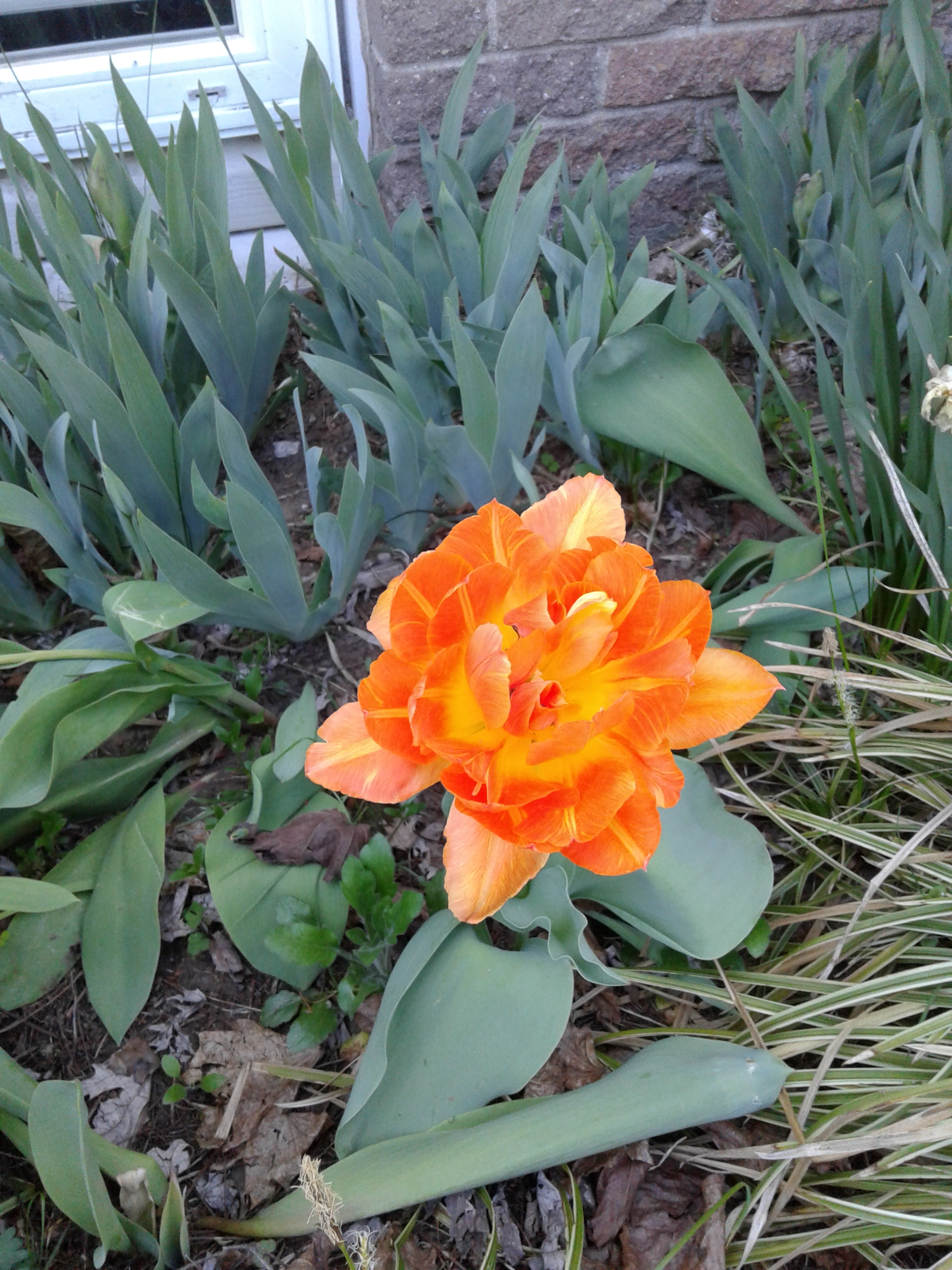 double orange tulip 2018