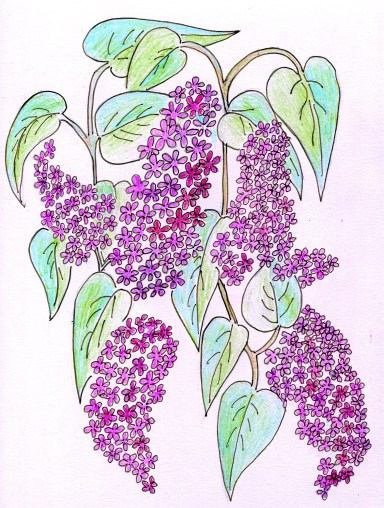 Lilac time