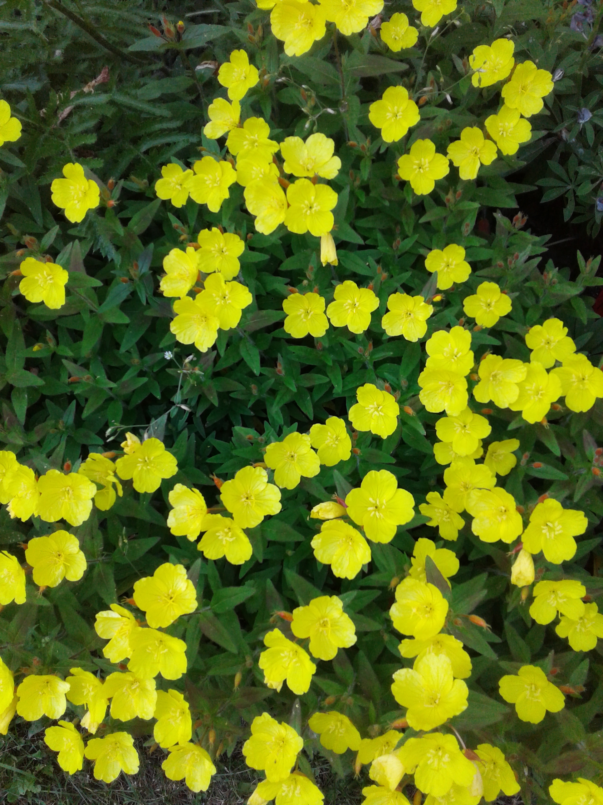 Sundrops all over 2018