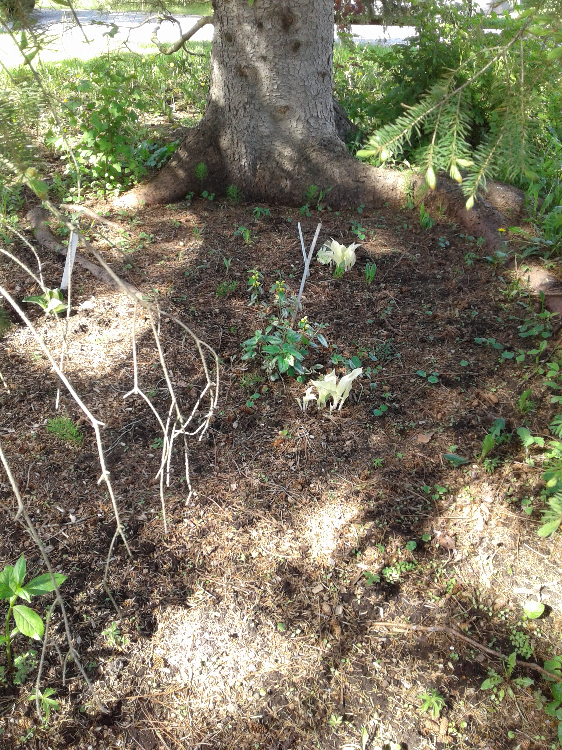 white feather hosta 2018