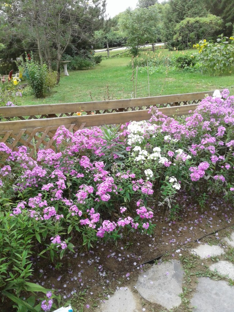 Phlox, garden, road 2018