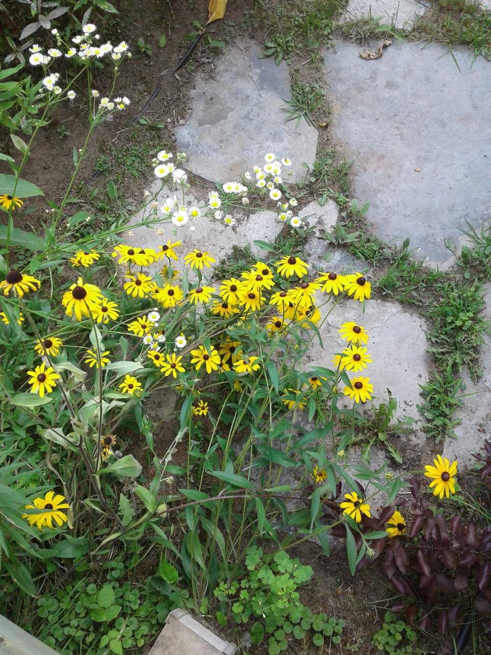 Black-eyed Susans and daisies 2019