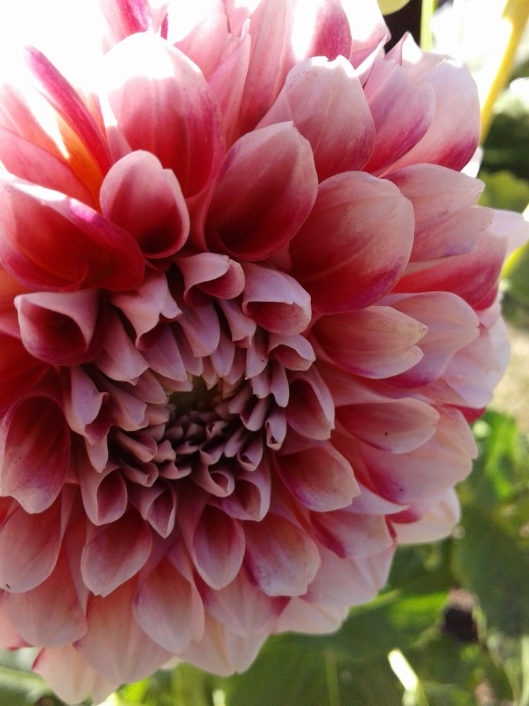 Dahlia #2 closeup 2019