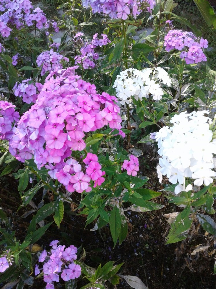 Mauve and white phlox again 2019