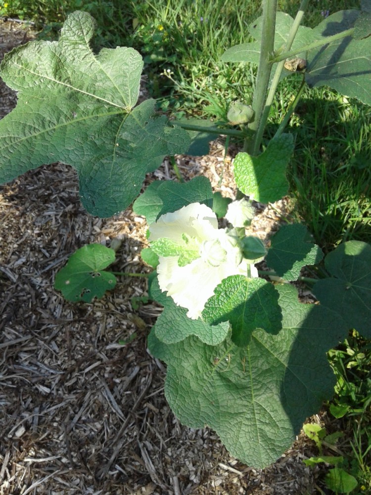 Pale yellow hollyhock 2019