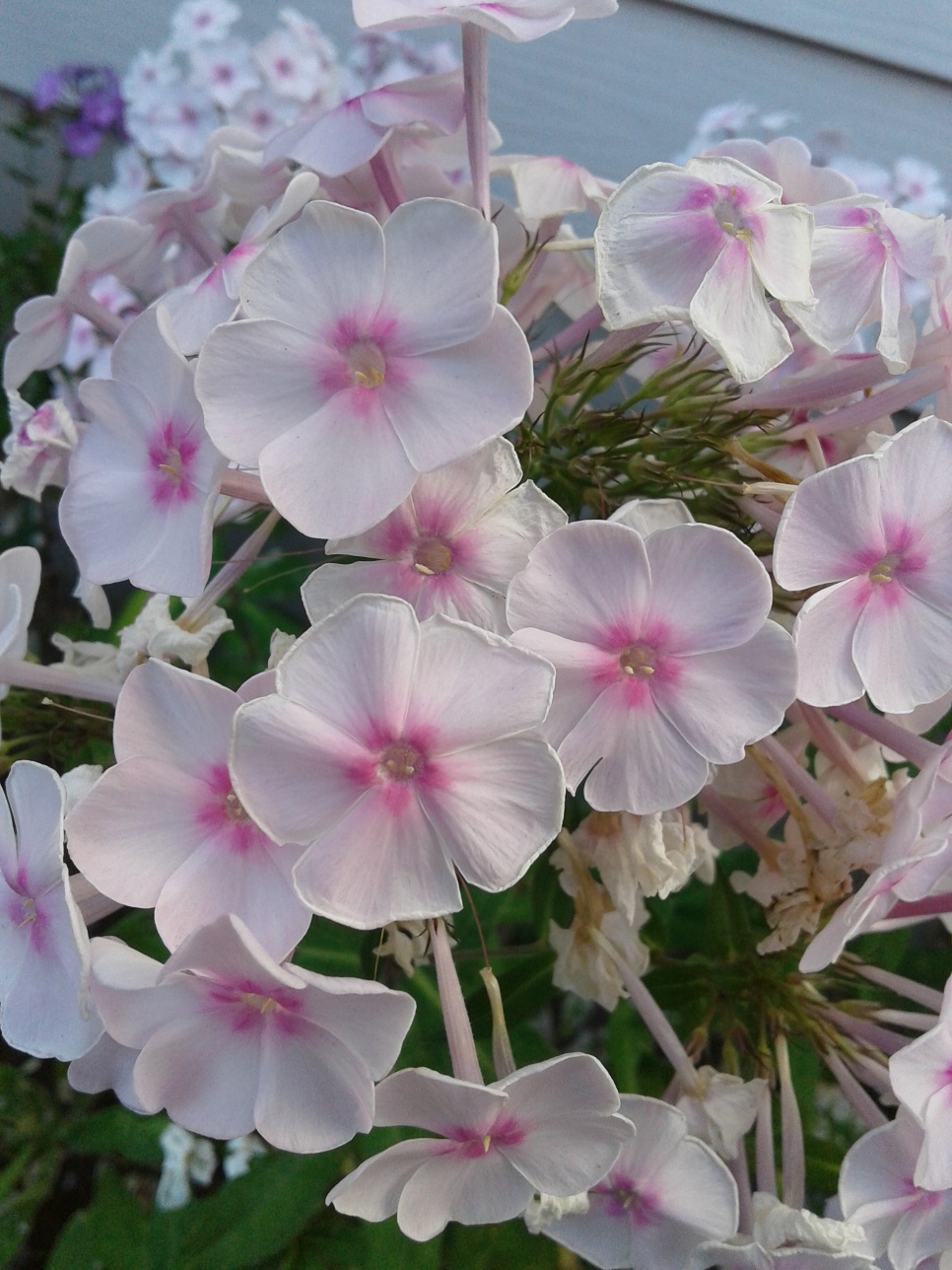 Pink Phlox 2019