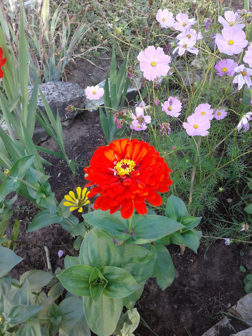 Red Zinnia and cosmos #2