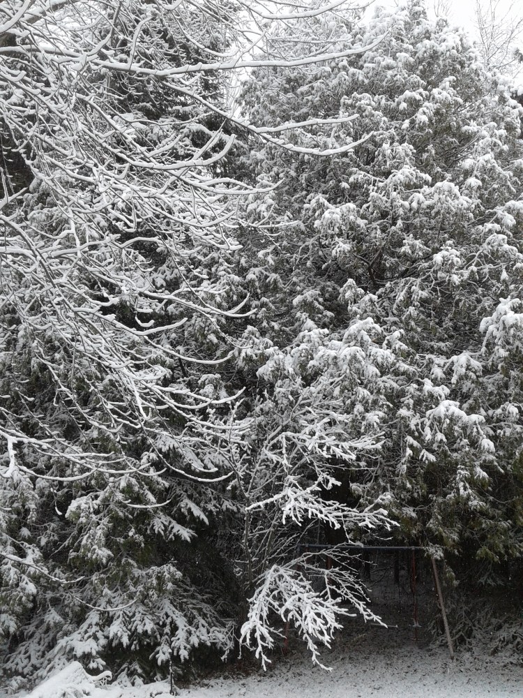 snow laden branches 2019