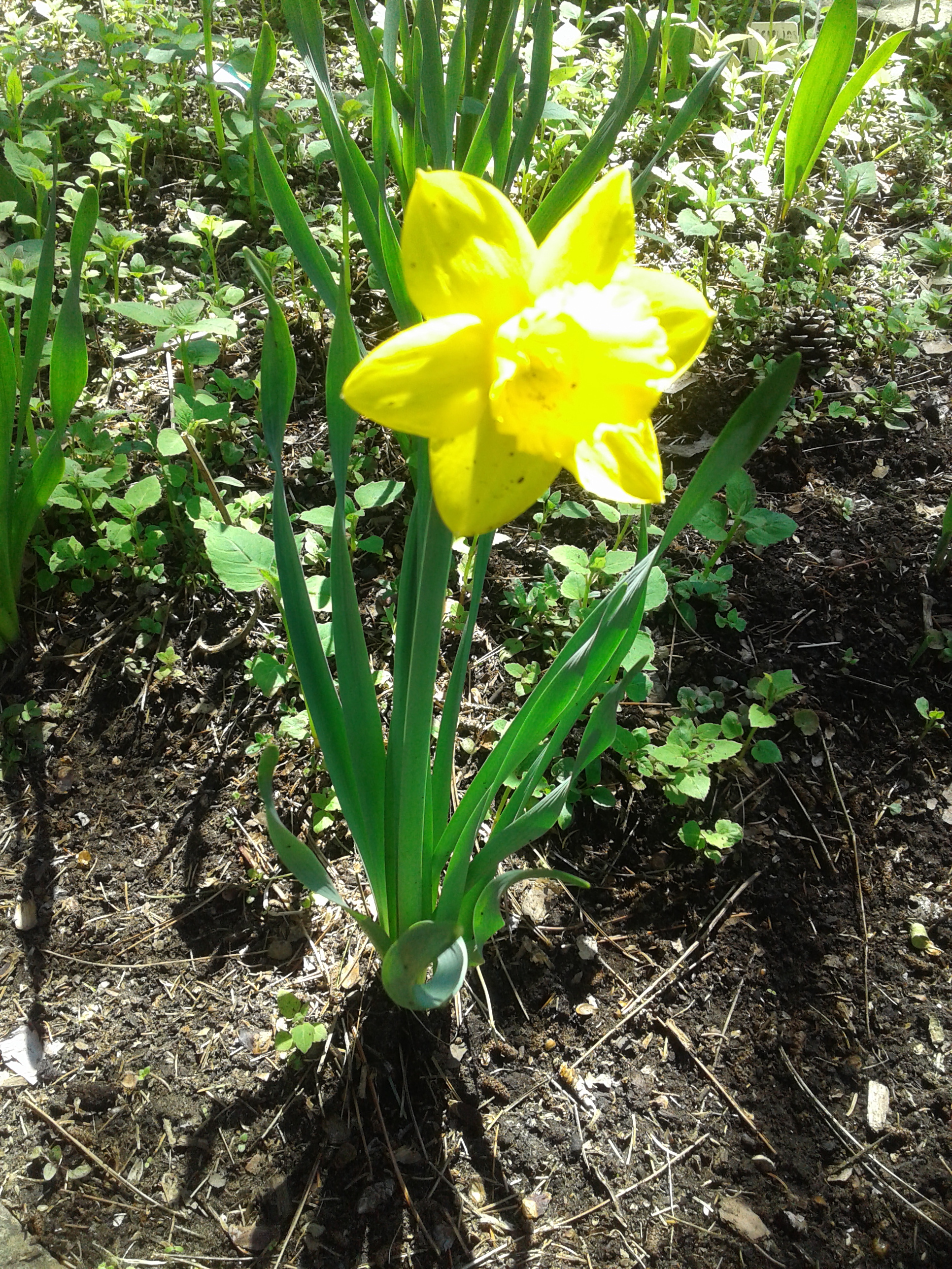 2020 bright yellow daffodil