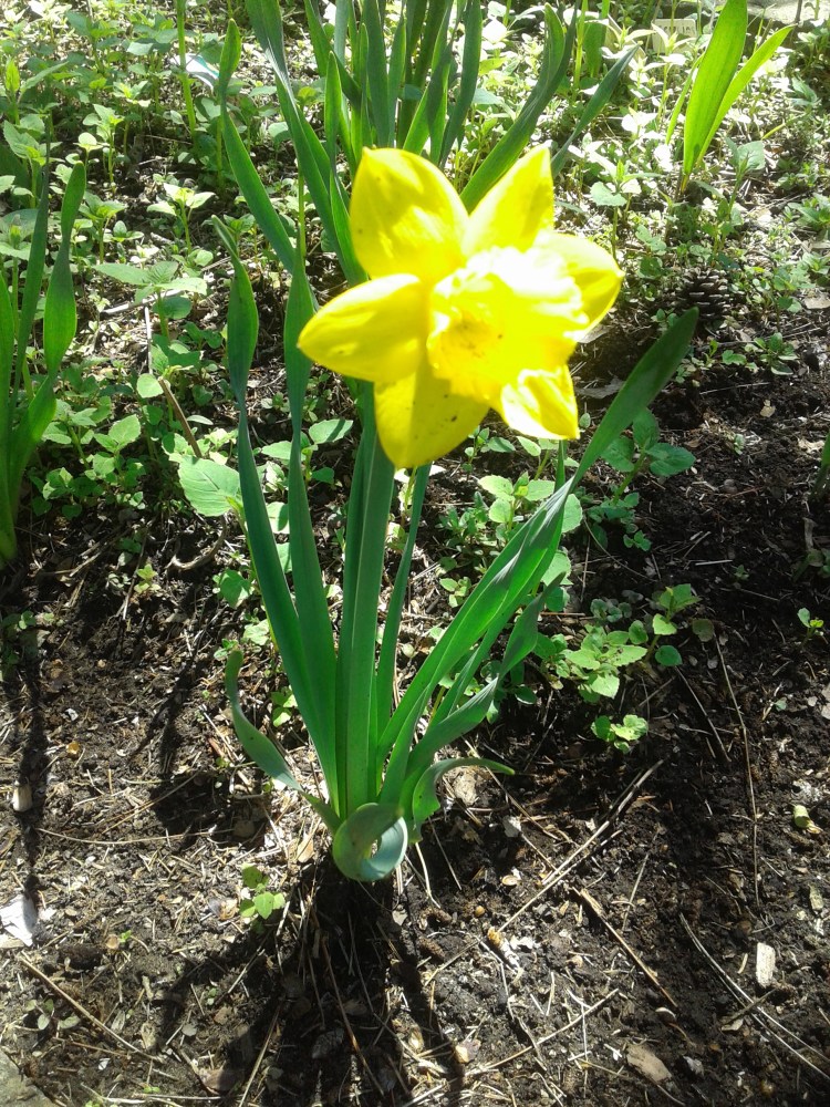 2020 bright yellow daffodil
