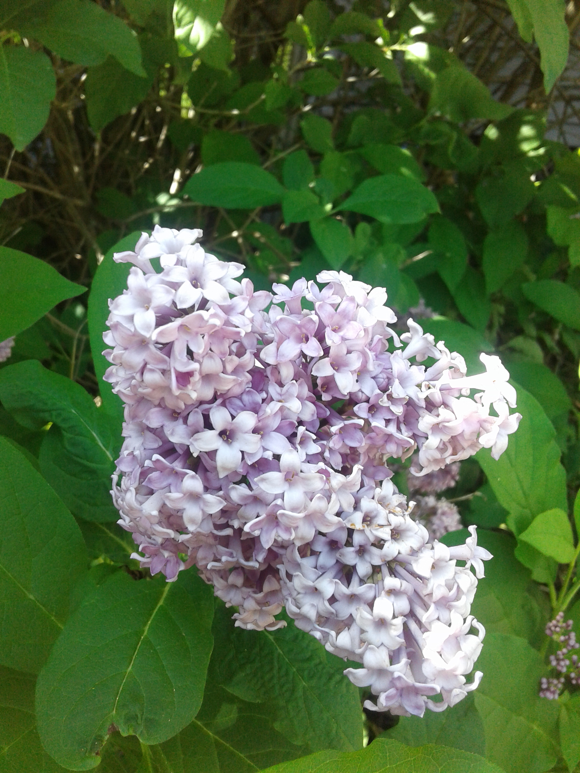 close up of lilacs 2020