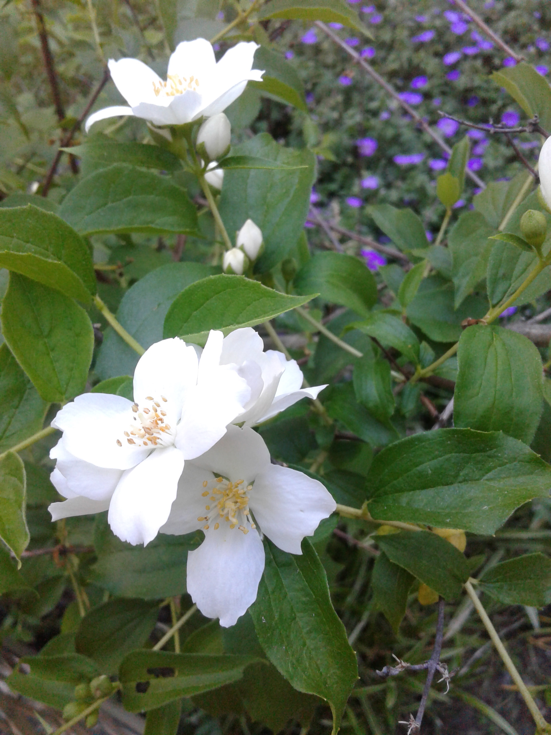 mock orange blossoms closeup 2020