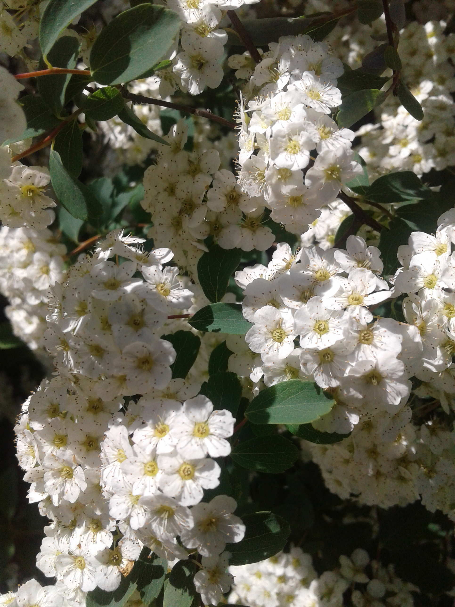 More floral beauty 2020