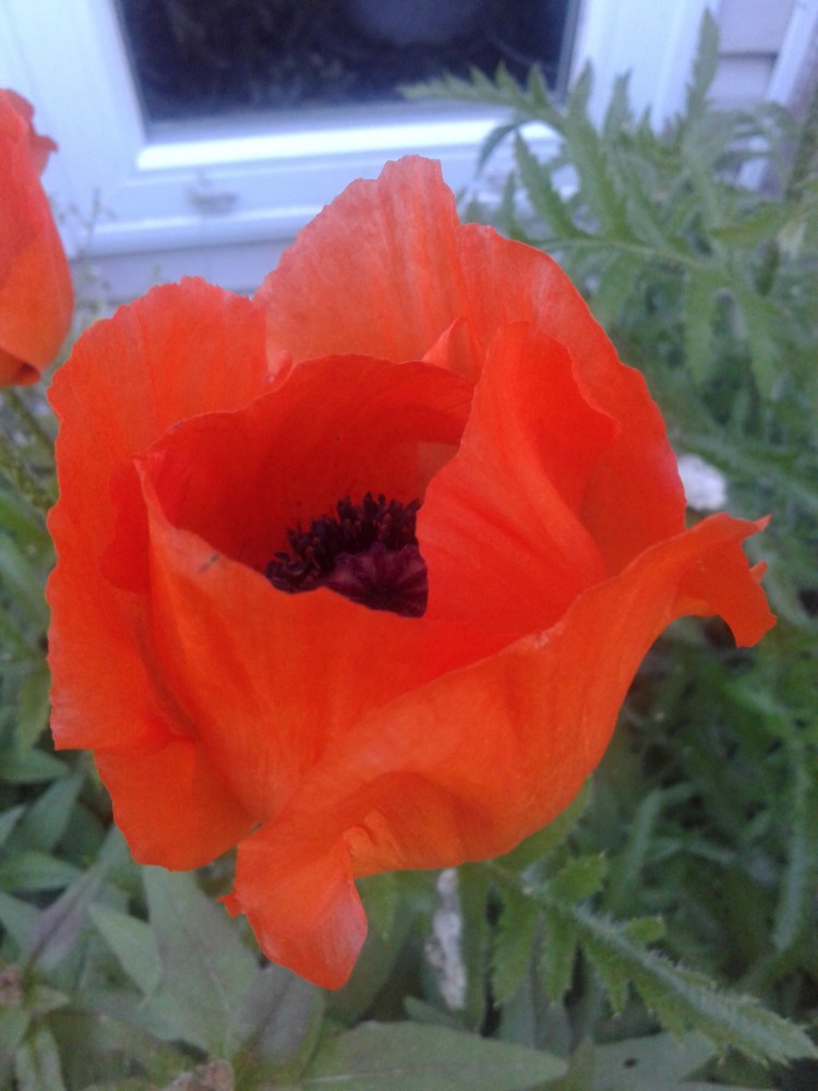 poppies 2020 last two