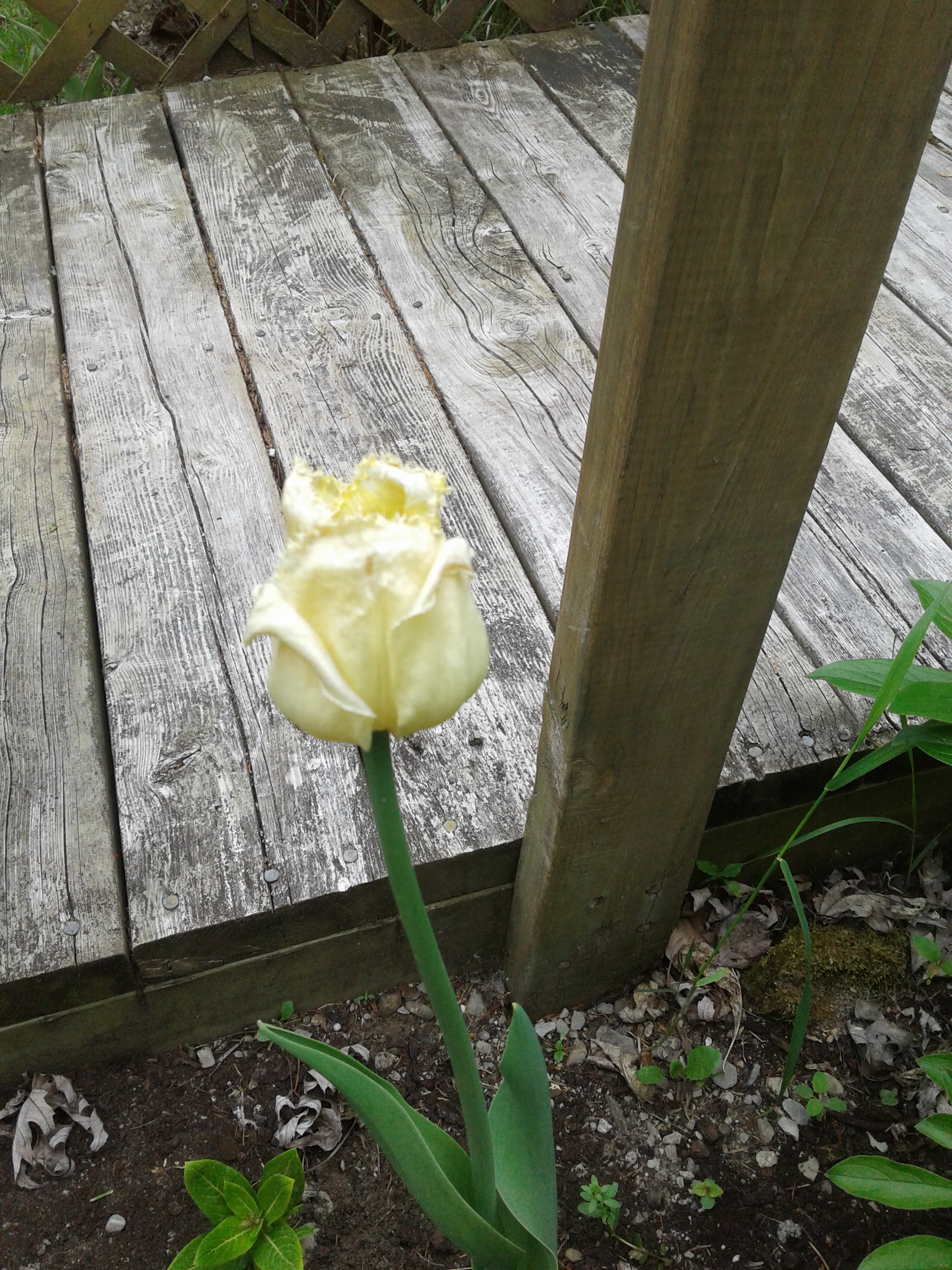 White frilled tulip 2020